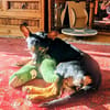 Die liebe Candy sucht ihr Zuhause