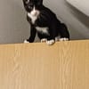 Pirat Loo sucht passendes Plätzchen