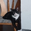 Pirat Loo sucht passendes Plätzchen