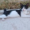 Die hübsche Freya sucht ihr Körbchen