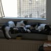 Die hübsche Freya sucht ihr Körbchen