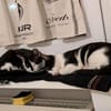 Die hübsche Freya sucht ihr Körbchen