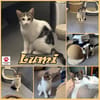 Süße Lumi sucht ein Zuhause