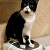 Finn m 7/24 ist ein aktiver, verspielter Typ