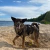 Dringend Zuhause in ländlichem reizfreien Umfeld gesucht