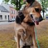 Eva - intelligent und spielfreudig
