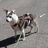 Alice - Familienhund sucht Familie