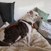 Alice - Familienhund sucht Familie