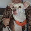 Alice - Familienhund sucht Familie