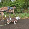 Alice - Familienhund sucht Familie