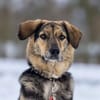 Simba - Liebe bedeutet manchmal aus Loslassen