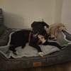 Charlene sucht ein Zuhause