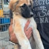 Kira - verspieltes Hundemädchen möchte eigenes Zuhause