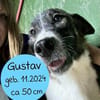 Sensibler Gustav sucht ruhiges Zuhause!