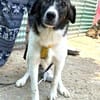 Sensibler Gustav sucht ruhiges Zuhause!
