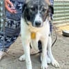 Sensibler Gustav sucht ruhiges Zuhause!