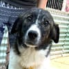 Sensibler Gustav sucht ruhiges Zuhause!