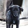 Earl ist ein bezaubernder Hundejunge!