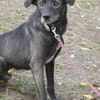 Earl ist ein bezaubernder Hundejunge!