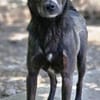 Earl ist ein bezaubernder Hundejunge!