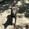 Earl ist ein bezaubernder Hundejunge!