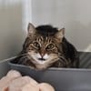 Tigrou