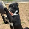 TYSON