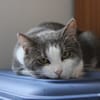 Cerise