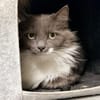 TAHIRI (FIV+)