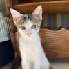 MIMO ET POMPONETTE À ADOPTER EN DUO OU SEUL SI DÉJÀ UN CHAT CHEZ VOUS