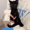 MIMO ET POMPONETTE À ADOPTER EN DUO OU SEUL SI DÉJÀ UN CHAT CHEZ VOUS