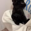 MIMO ET POMPONETTE À ADOPTER EN DUO OU SEUL SI DÉJÀ UN CHAT CHEZ VOUS