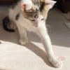 MIMO ET POMPONETTE À ADOPTER EN DUO OU SEUL SI DÉJÀ UN CHAT CHEZ VOUS