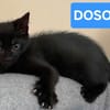 DOSON À ADOPTER AVEC UN CHAT DÉJÀ PRÉSENT CHEZ VOUS