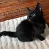DOSON À ADOPTER AVEC UN CHAT DÉJÀ PRÉSENT CHEZ VOUS