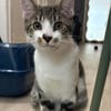 ZEKROM ET RESHIRAM À ADOPTÉ ENSEMBLE OU SEUL SI DÉJÀ UN CHAT PRÉSENT CHEZ VOUS