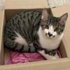 ZEKROM ET RESHIRAM À ADOPTÉ ENSEMBLE OU SEUL SI DÉJÀ UN CHAT PRÉSENT CHEZ VOUS