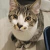 ZEKROM ET RESHIRAM À ADOPTÉ ENSEMBLE OU SEUL SI DÉJÀ UN CHAT PRÉSENT CHEZ VOUS