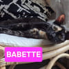 BABETTE
