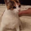 Pysia