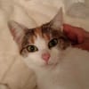 Pysia