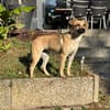Kitty, 1 Jahr alt lieb und verspielt