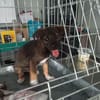 Torino ist voller Hoffnung