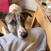 Holly: Treue Begleiterin sucht gemütliches Zuhause!