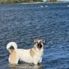 Holly: Treue Begleiterin sucht gemütliches Zuhause!
