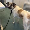 Holly: Treue Begleiterin sucht gemütliches Zuhause!