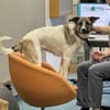 Holly: Treue Begleiterin sucht gemütliches Zuhause!