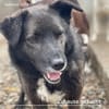 Caelan der freundliche sucht sein Zuhause