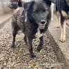 Caelan der freundliche sucht sein Zuhause