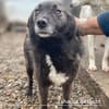 Caelan der freundliche sucht sein Zuhause